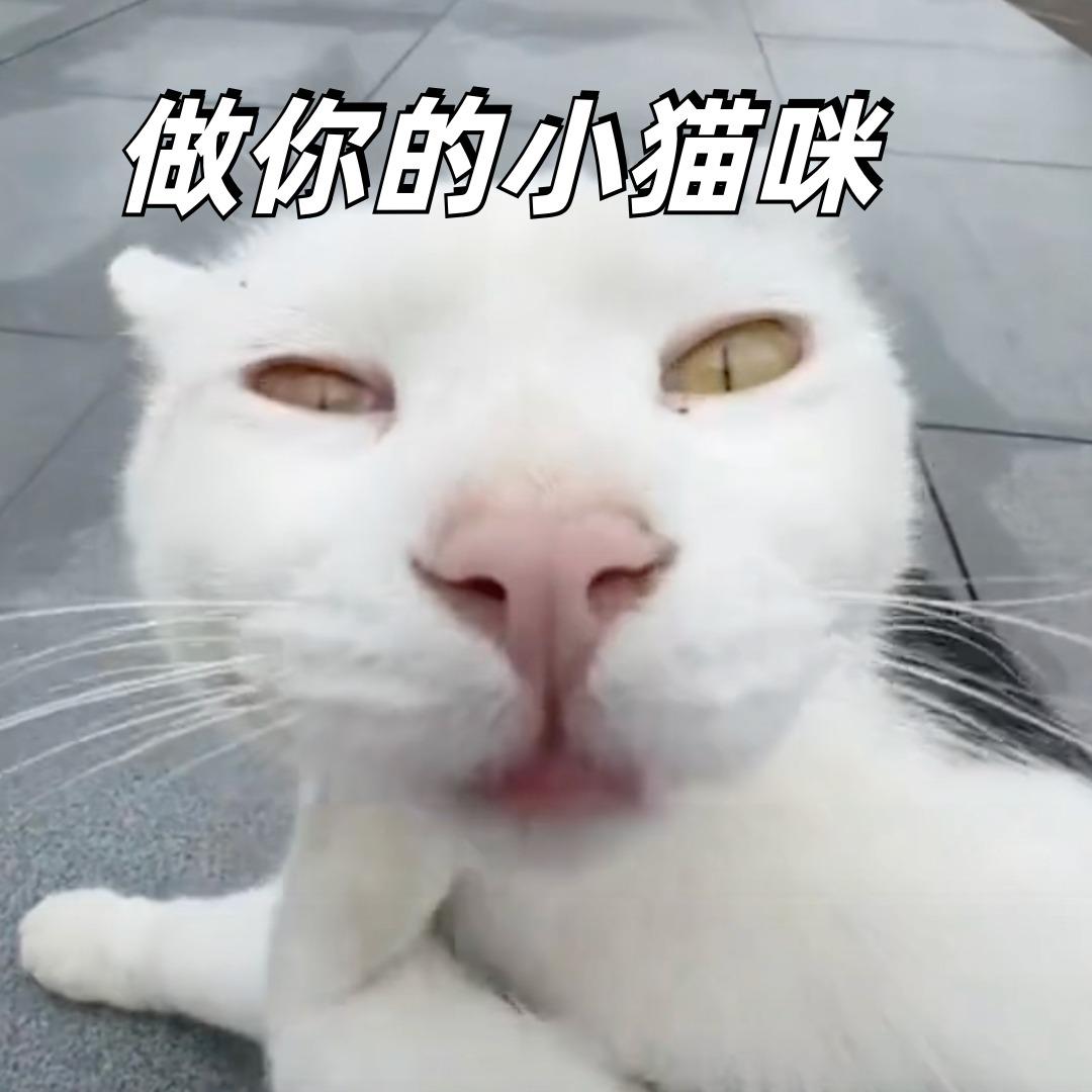 做你的小猫咪 (彩铃版)封面