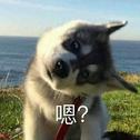 隔壁老樊❤