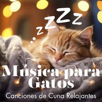 Música para Gatos - Canciones de Cuna Relajantes