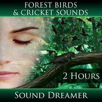 Forest Birds and Cricket Sounds (2 Hours)