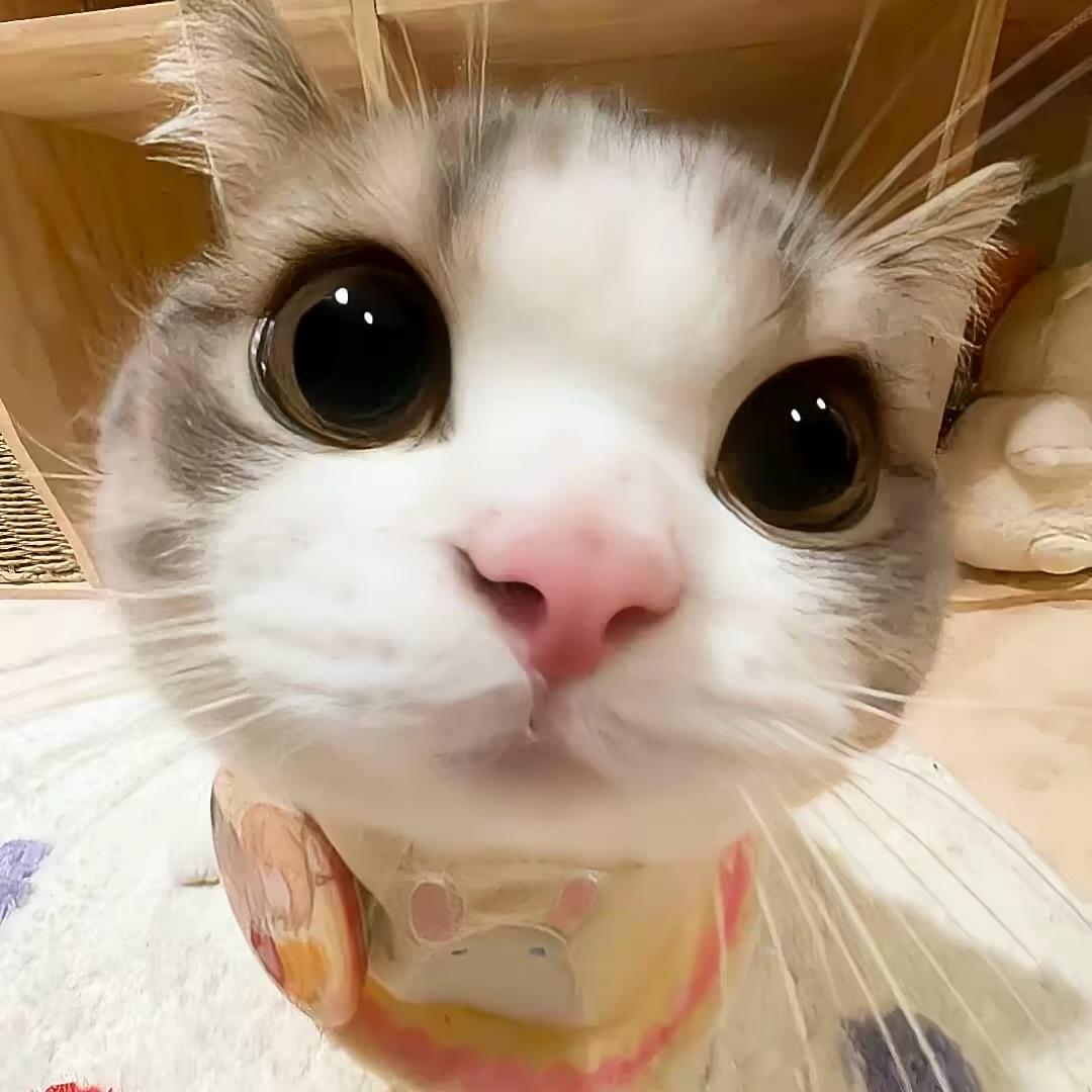 发牌（翻唱God.霜）片段