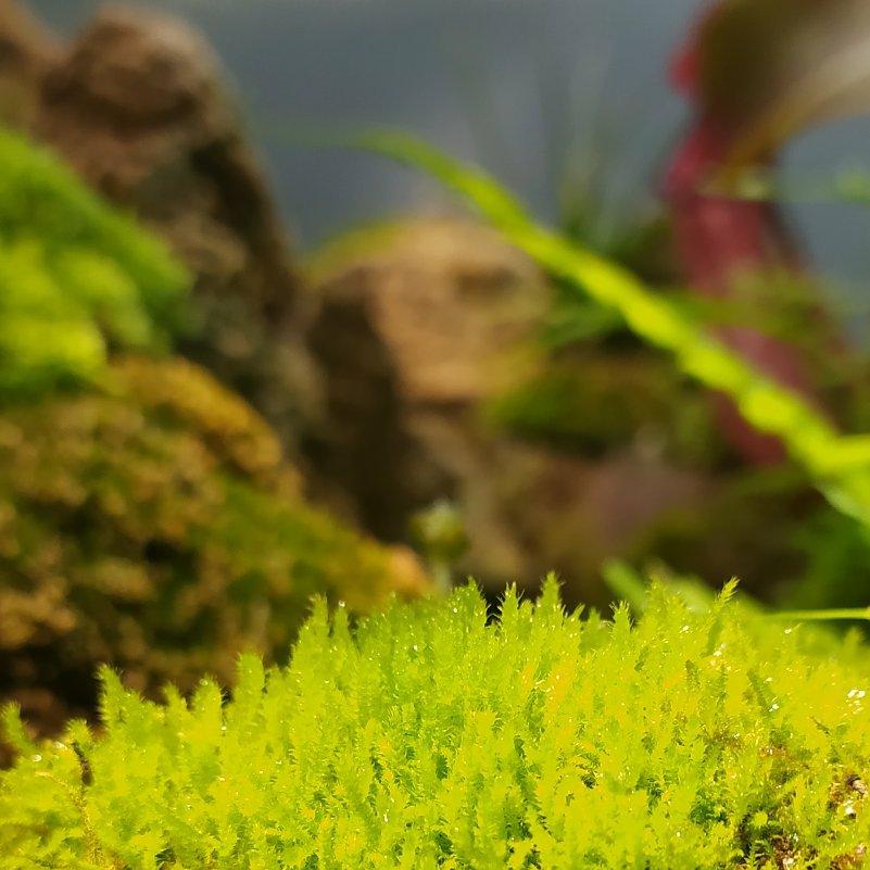moss