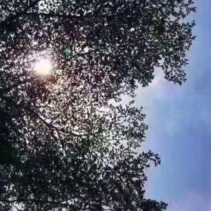 荒漠绿洲封面