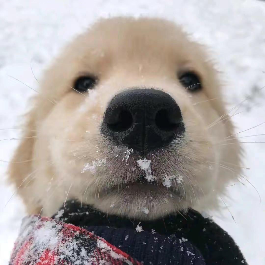 有只修狗叫来财oi