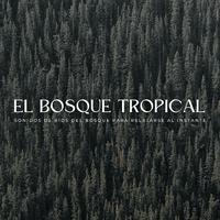 El Bosque Tropical: Sonidos De Ríos Del Bosque Para Relajarse Al Instante