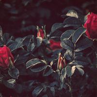 Fllp