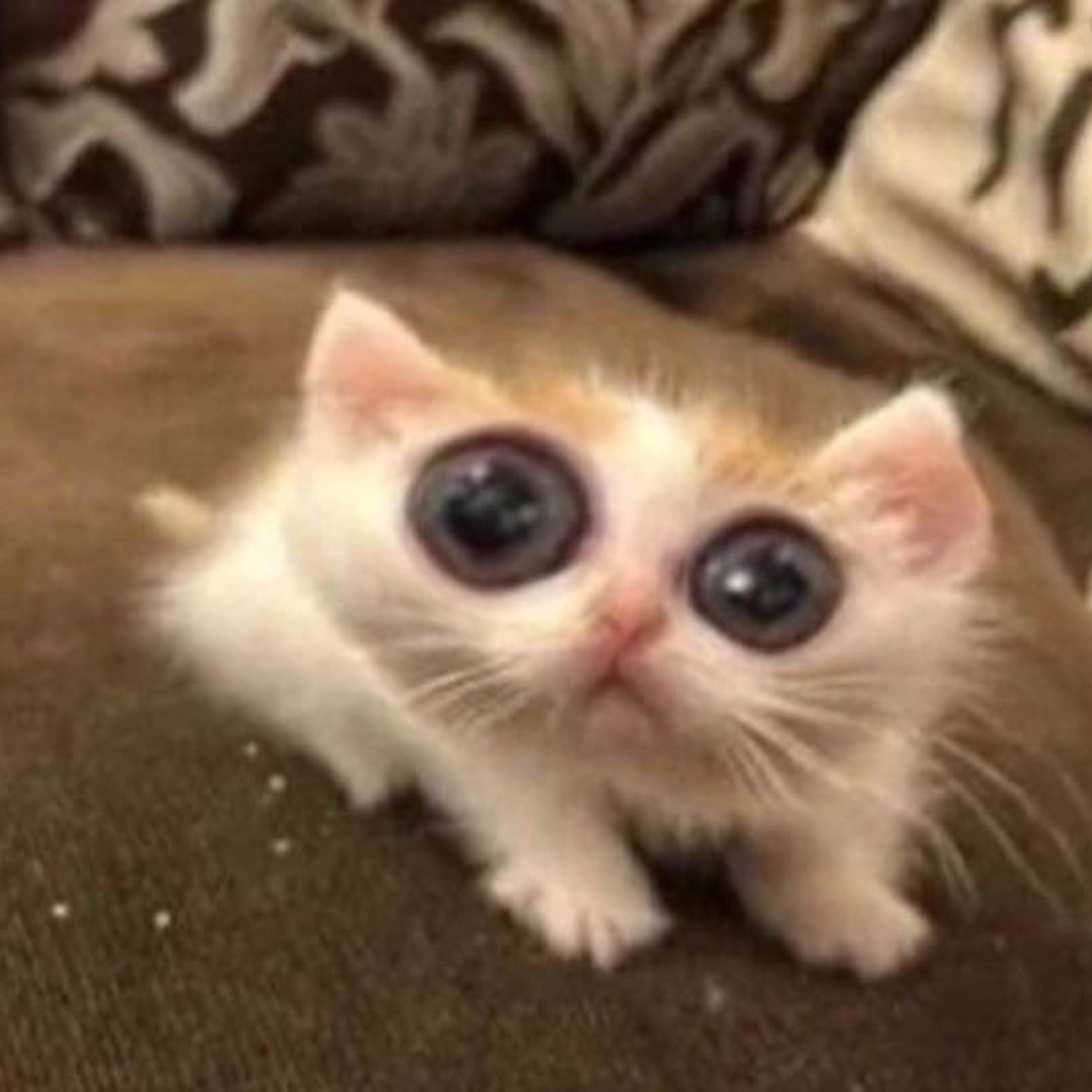 lady killers ii (slowed)