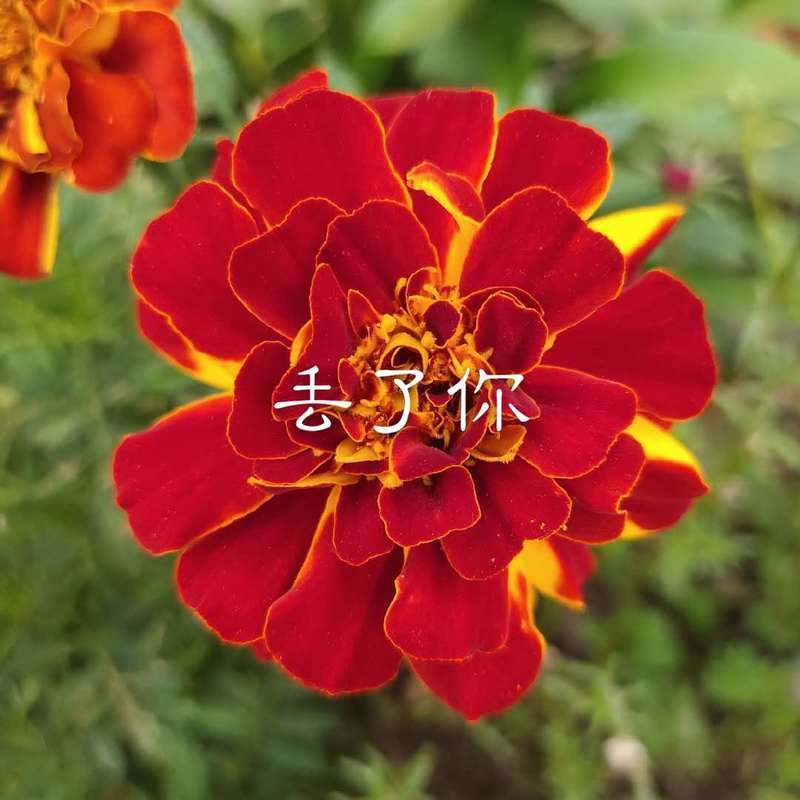 风干的玫瑰封面