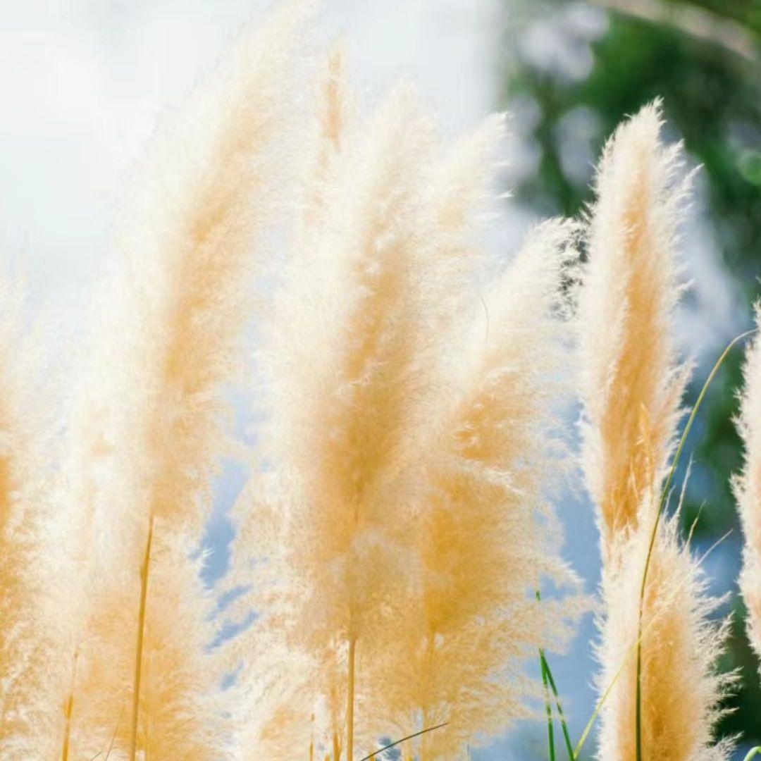 明白自己封面