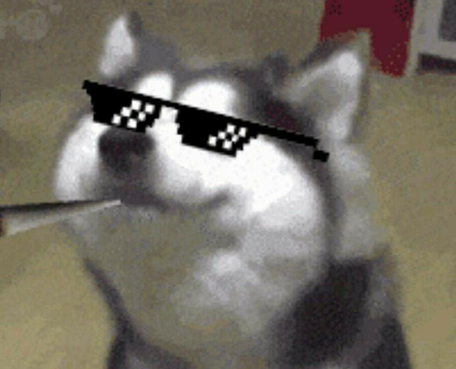 是二哈ya