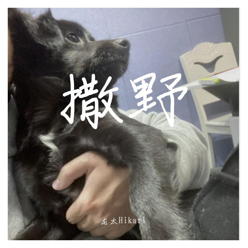 撒野（翻自 欸-61）