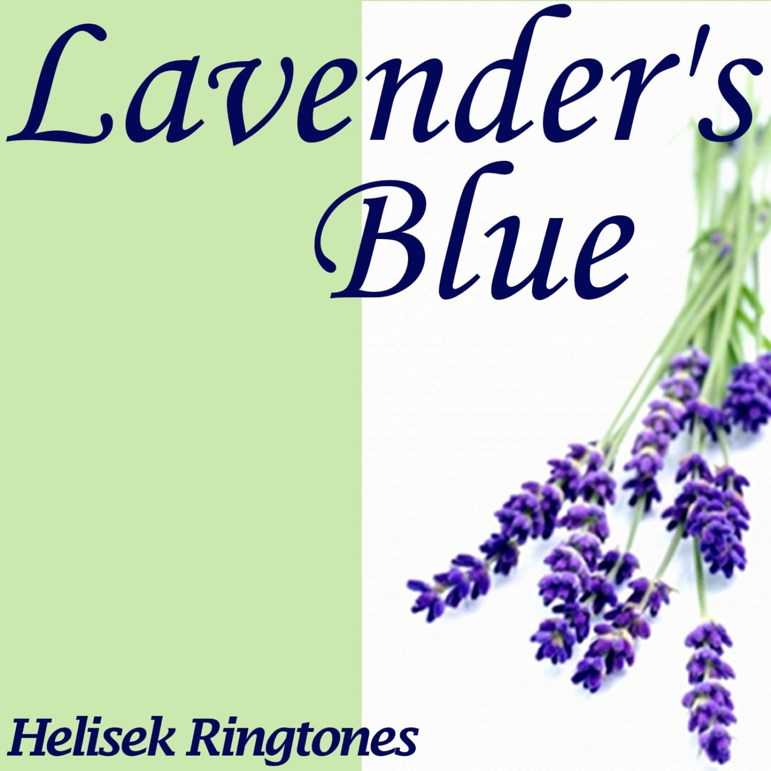 lavender"s blue