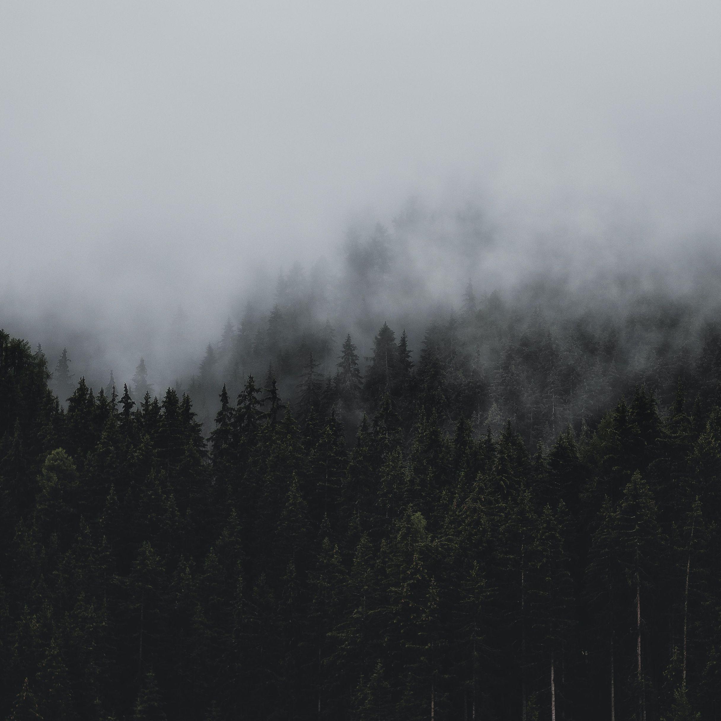 The Forest of Silence