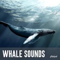 Whale Sounds