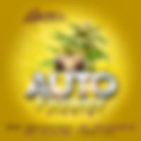 Auto Flower Riddim