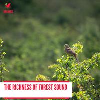 The Richness of Forest Sound