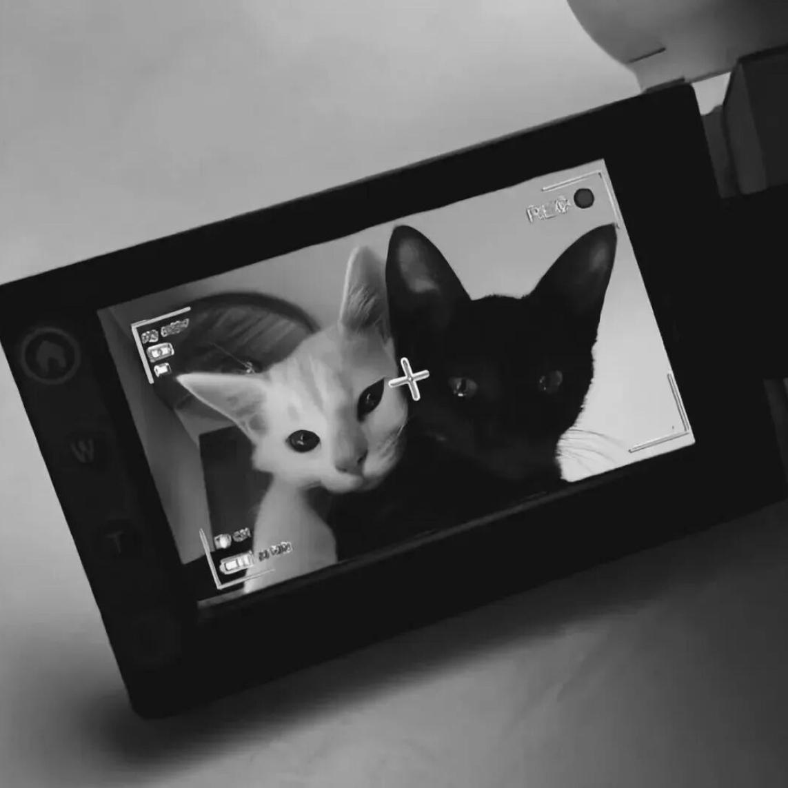 负雪枯枝 难鸣春.（纯）