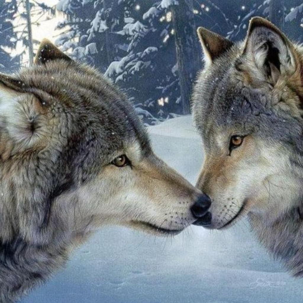 Matthew Lien~旷野生灵的呼唤