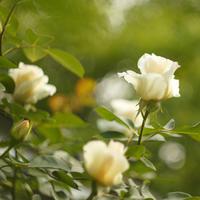 Flower viewing