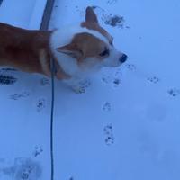 马里亚纳海沟变态水母