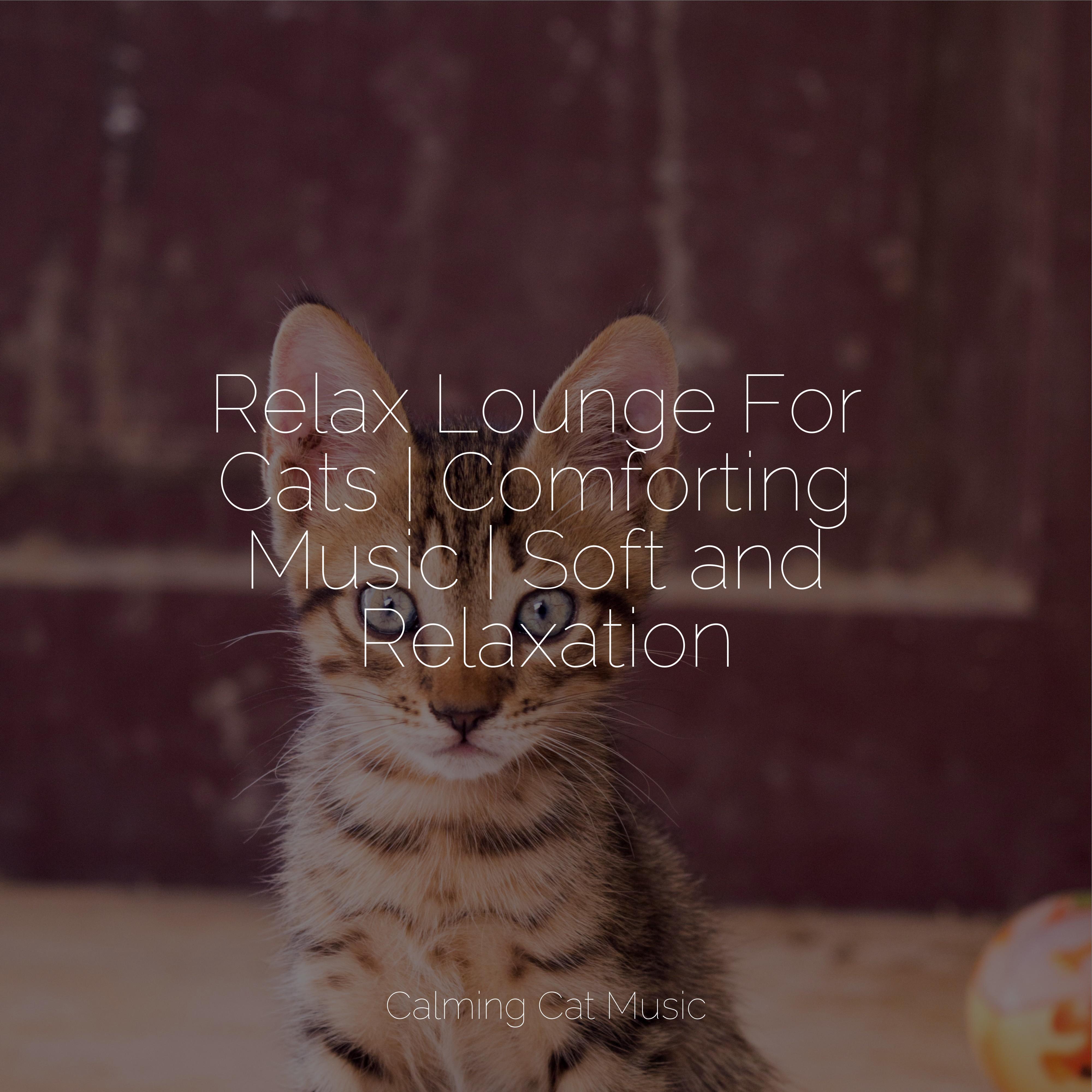 Tone of Silence Cat Music Therapy/Jazz Music Therapy for Cats/Jazz