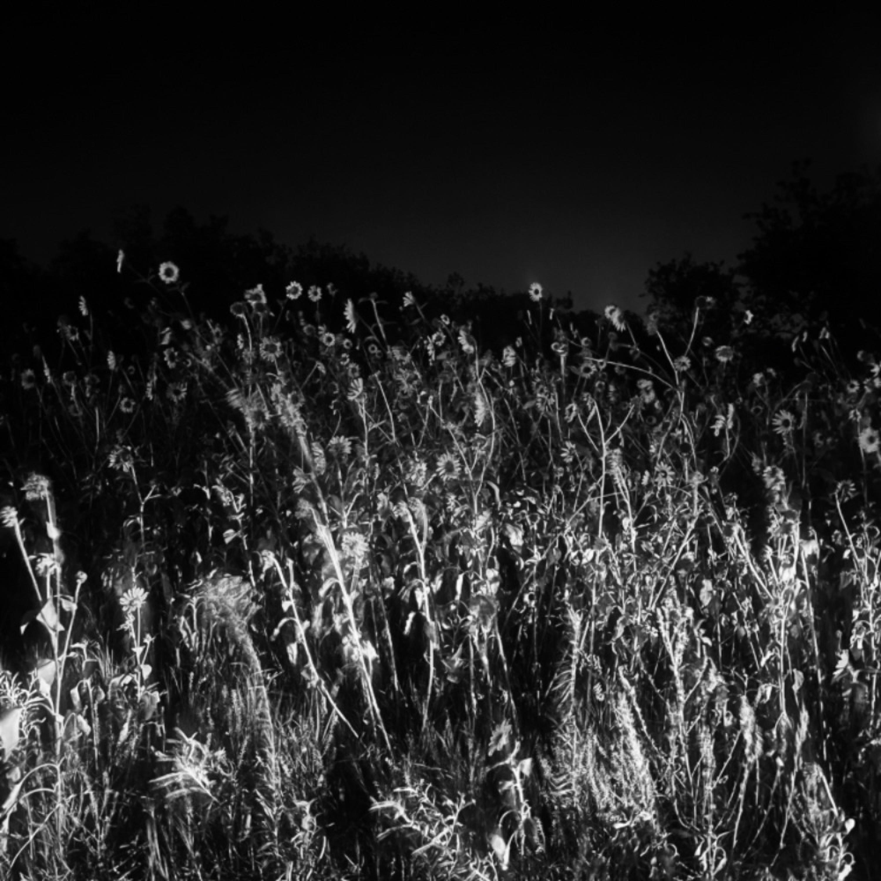 The Sun Remains As My Eyes Rain (feat. Guts Webster)