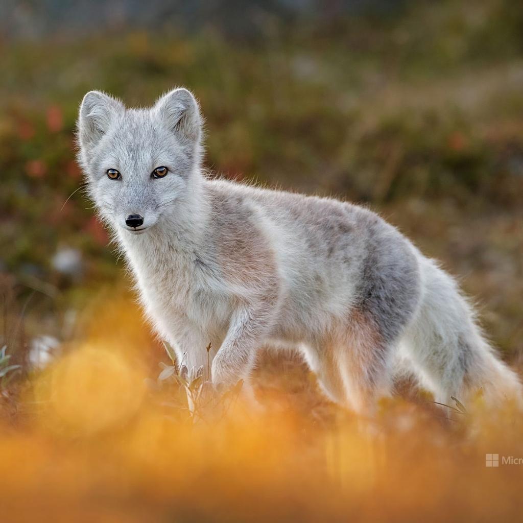 舞|全能Dancer-Gabby