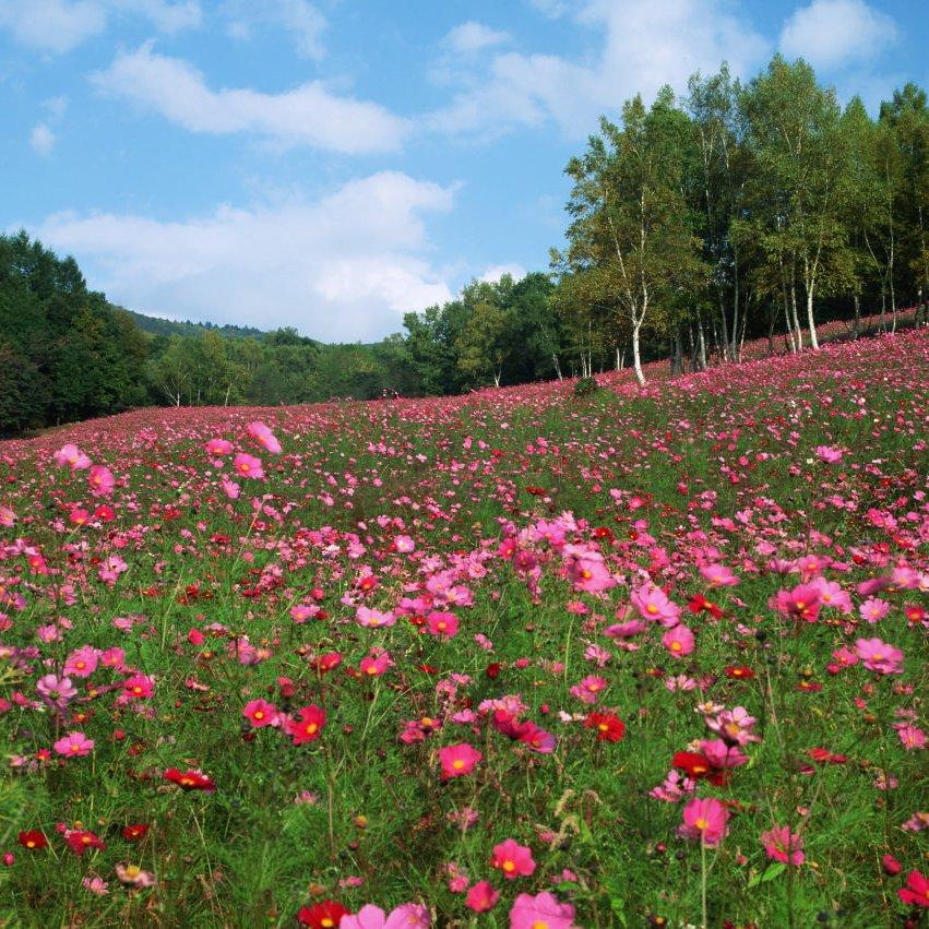 鲜花开满地封面