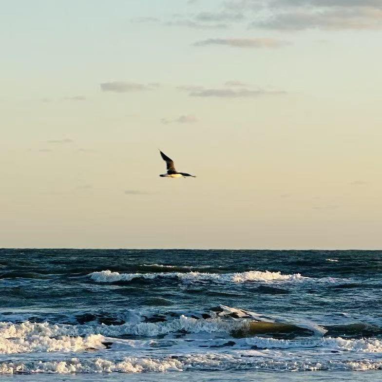 海风，浪潮，随它们而去的封面