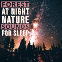 Forest at Night - Nature Sounds for Sleep