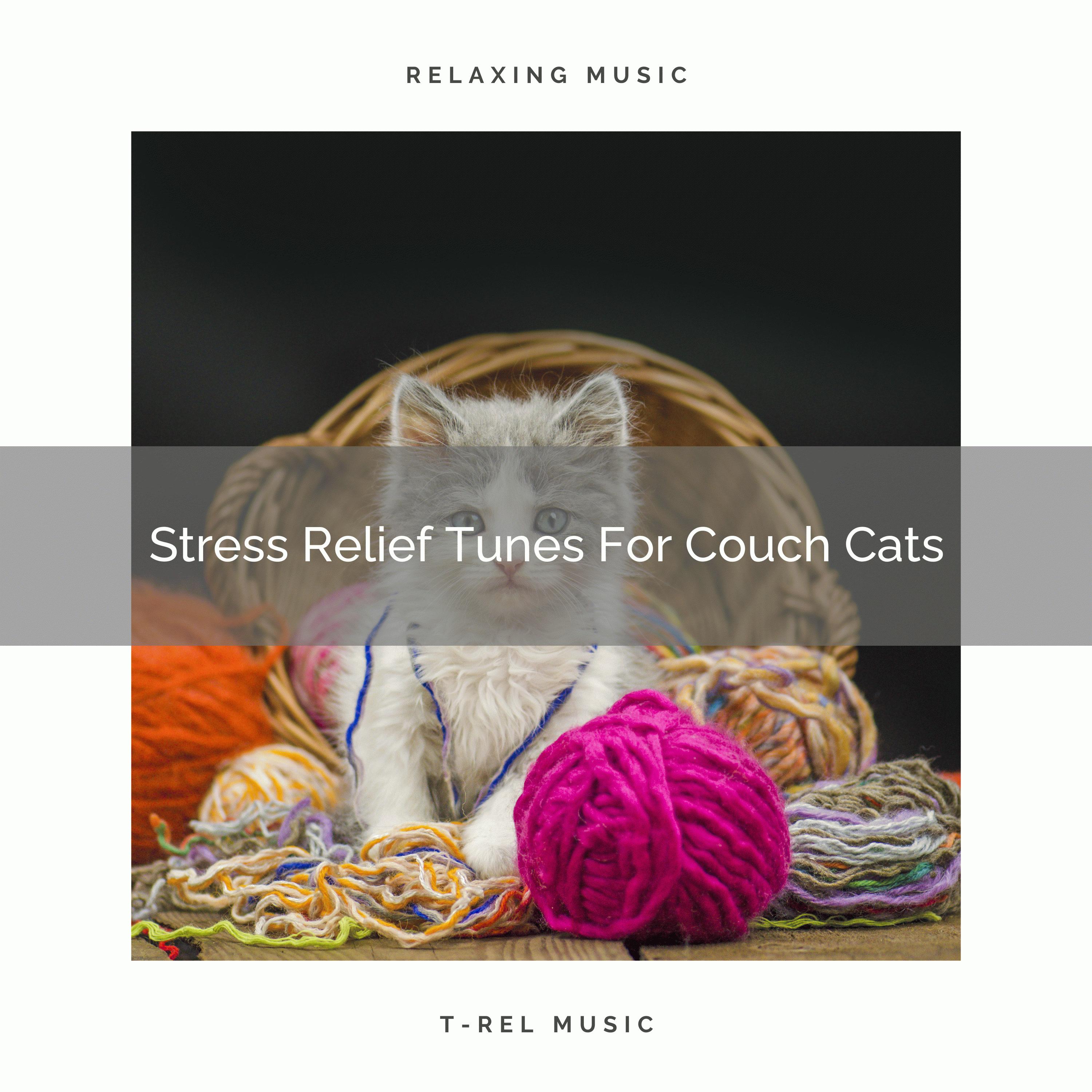 Stress Relief Vibes For Devoted Cats