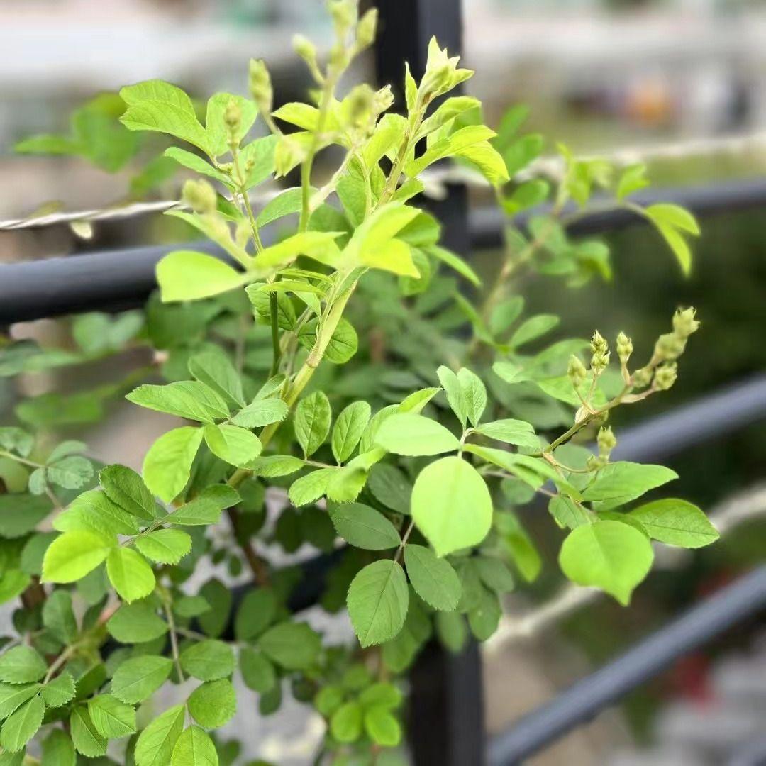 斗苦斗累封面