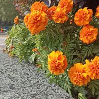 鲤茨