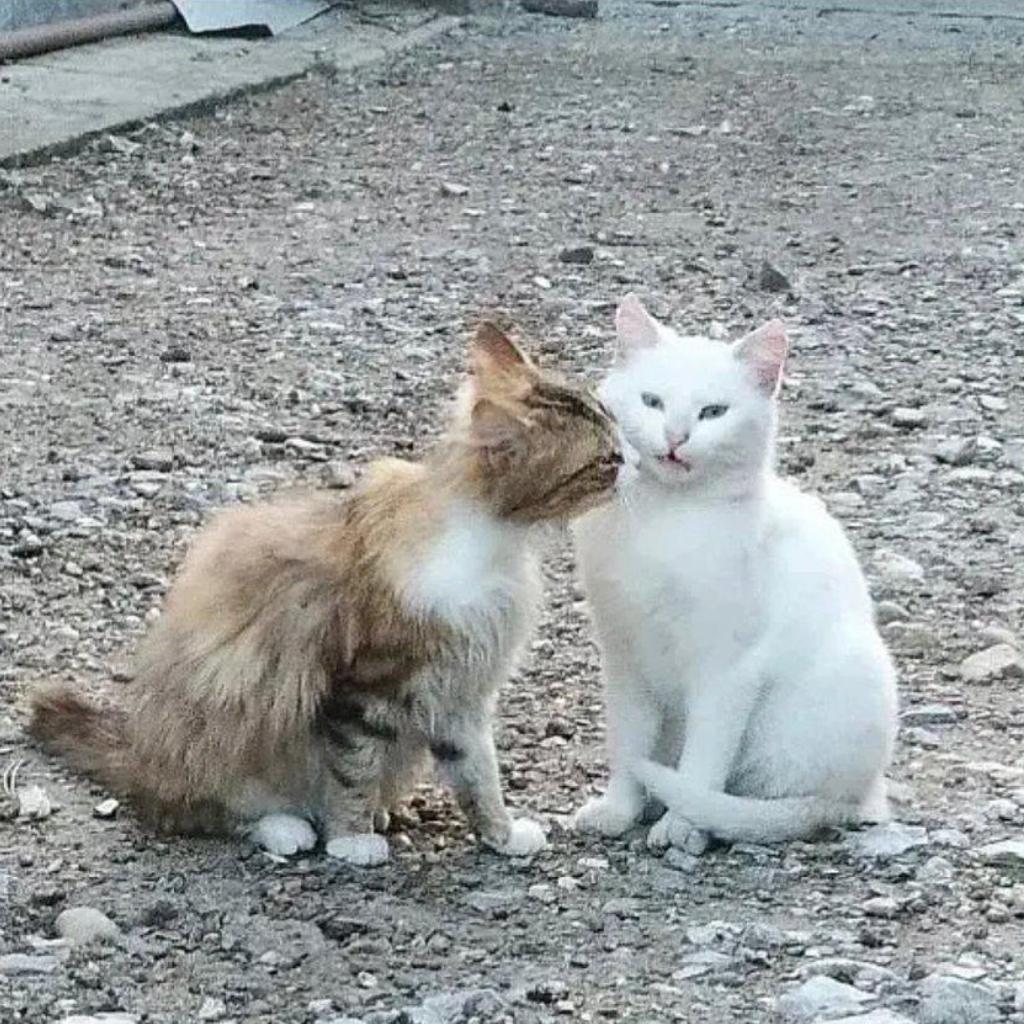 rapper说情话 || LIPS THE ANGEL