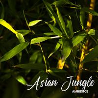 Asian Jungle Ambience: Mesmerizing Tropical Forest for Relaxation