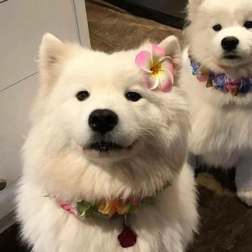 关于欣欣的一切