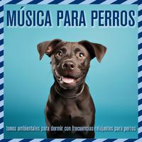 Música para perros: tonos ambientales para dormir con frecuencias relajantes para perros