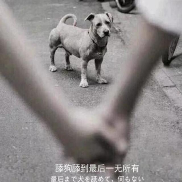舔狗 - 情词尧封面