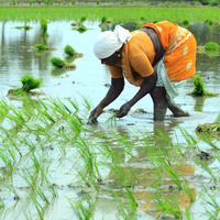 Ambient Moments of Work: A Rain Symphony of Efficiency