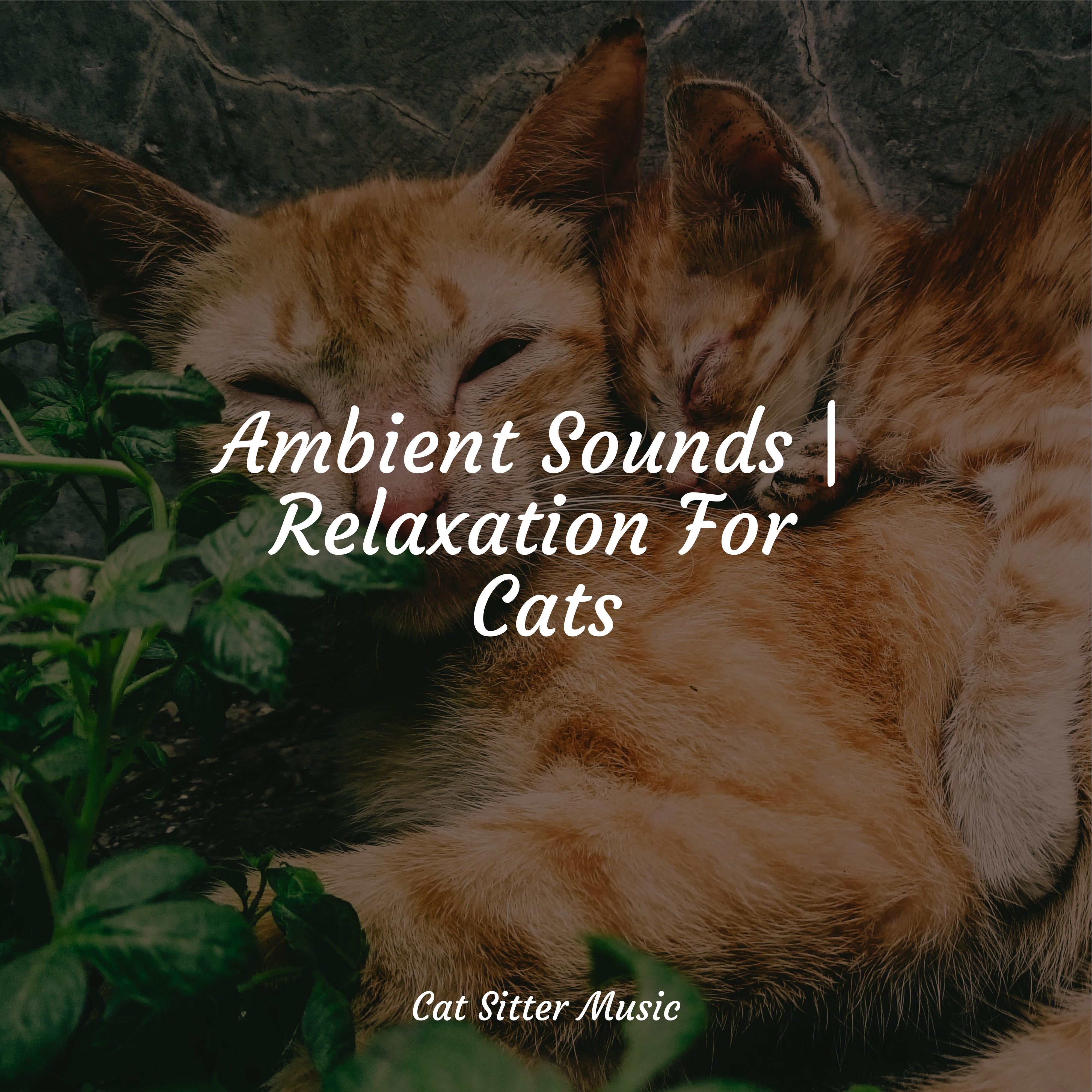 Photo inspiration: Picture Idea: O2 Music For Relaxing Cats Calm Music For Cats Cat