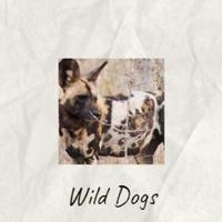 Wild Dogs