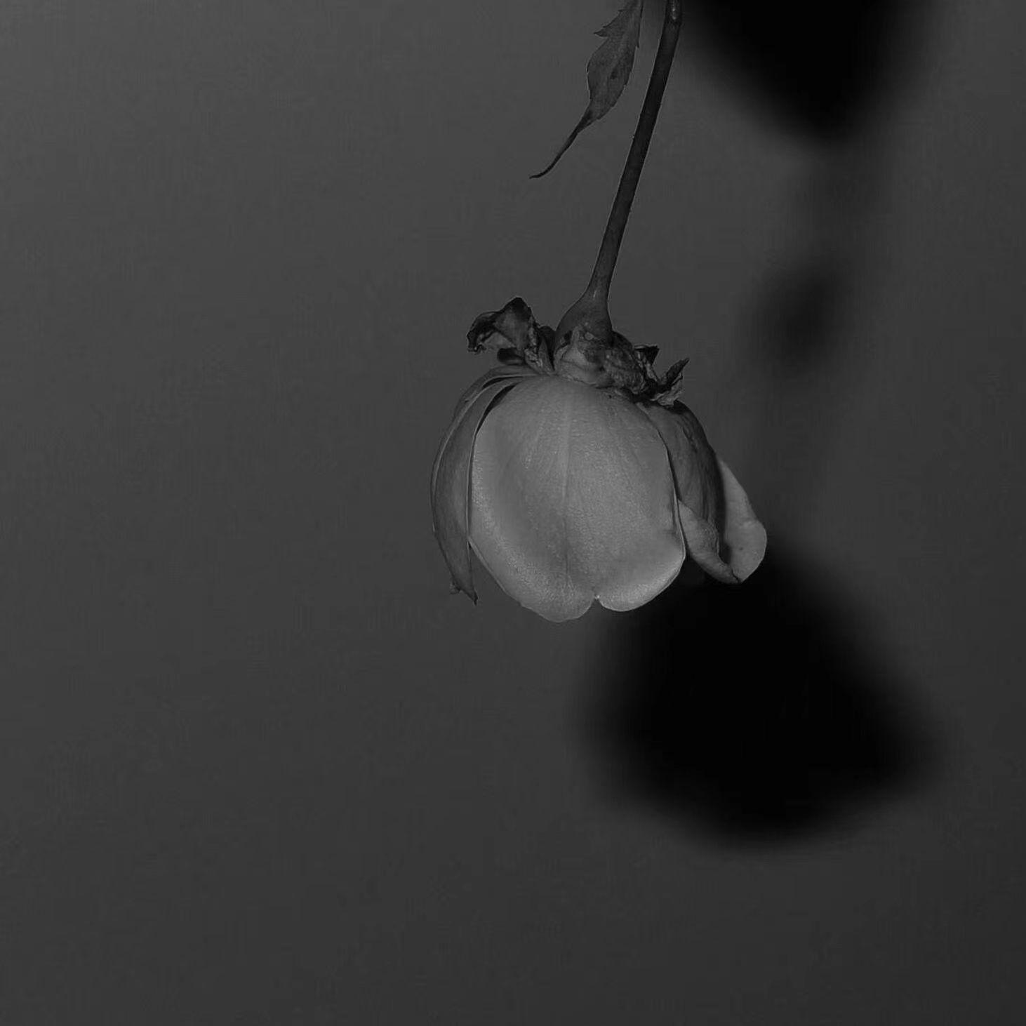 卡布卡布(萬人合唱版) banner