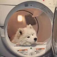 欧欧欧拉
