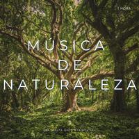 Música De Naturaleza: Una Fogata Junto A La Montaña - 1 Hora