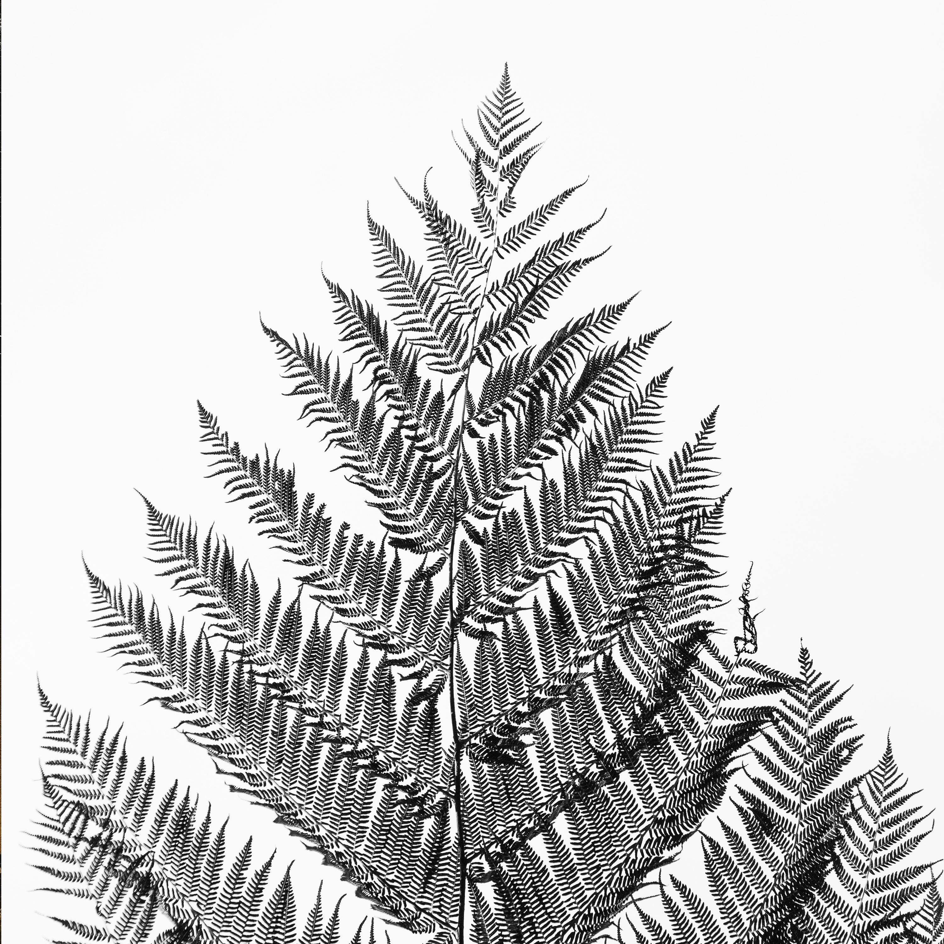 Positive Affirmations