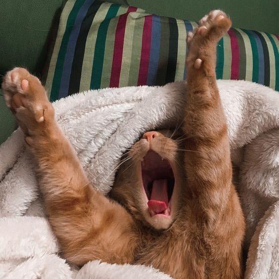 初秋独立流行 | 像猫咪蜷缩在毛毯般温柔