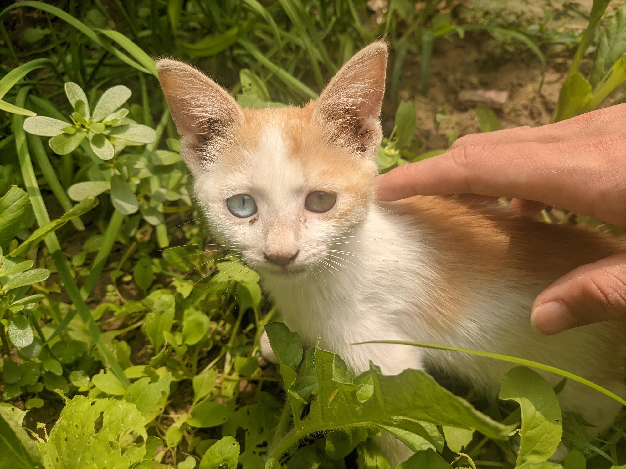 Test