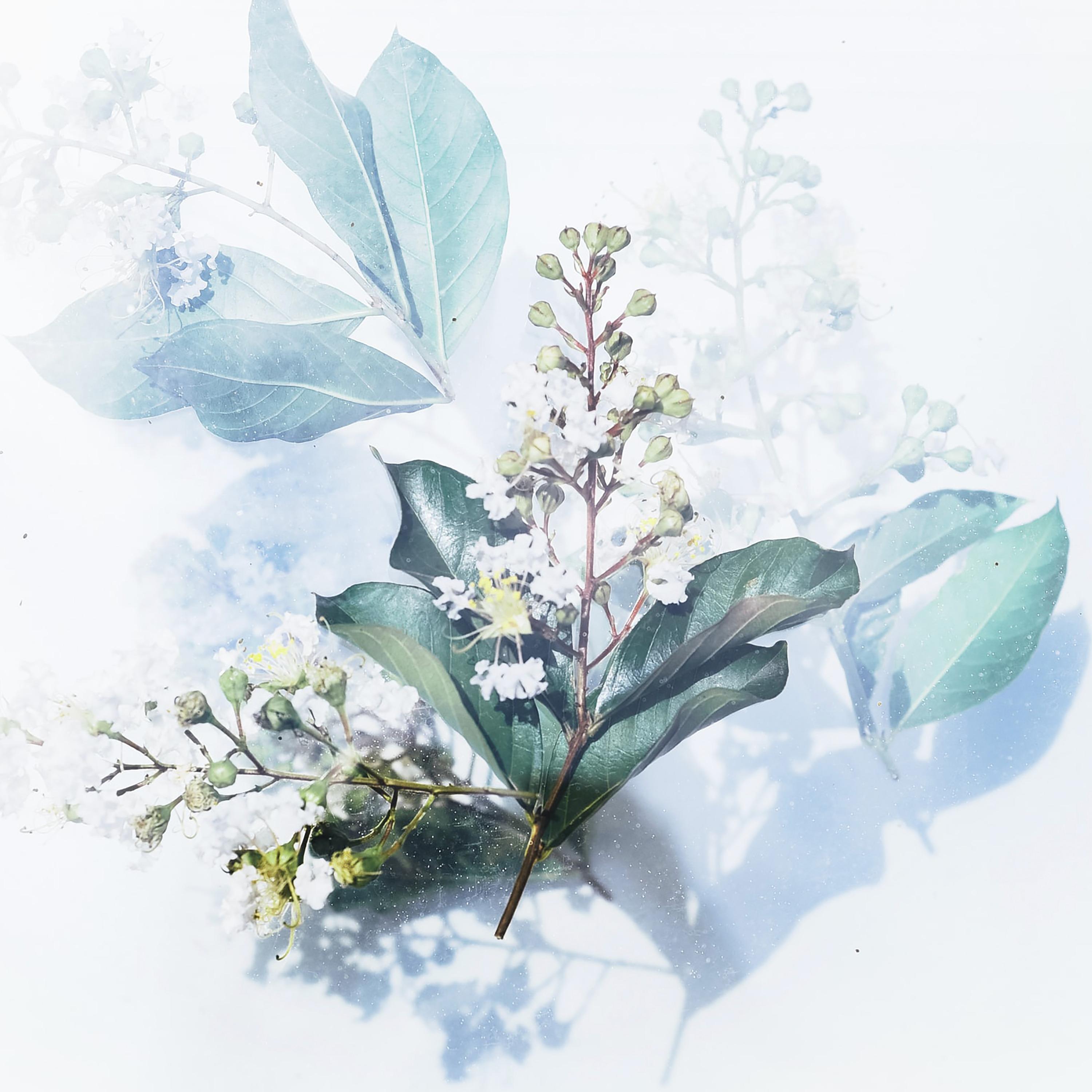 Waltz of the Flowers