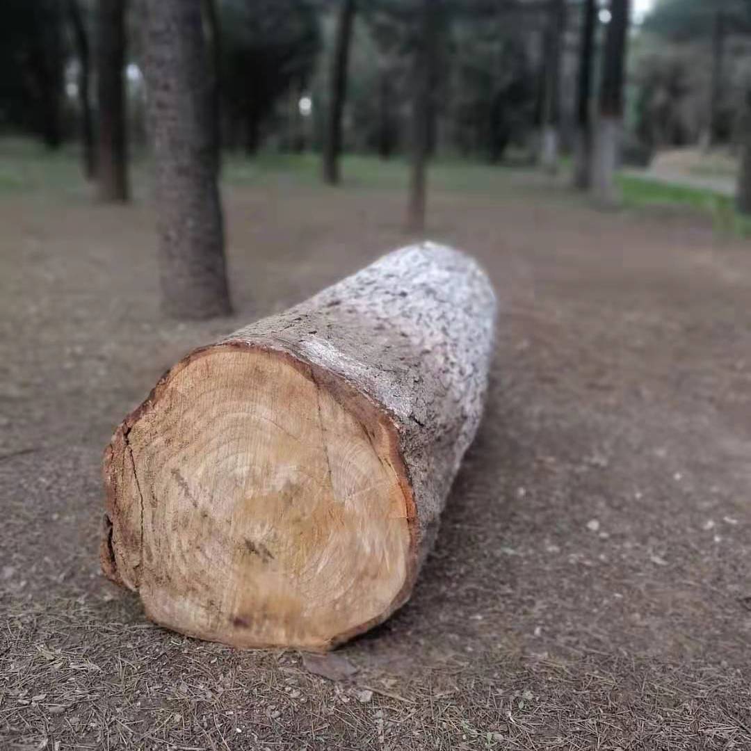 就这么孤独着封面