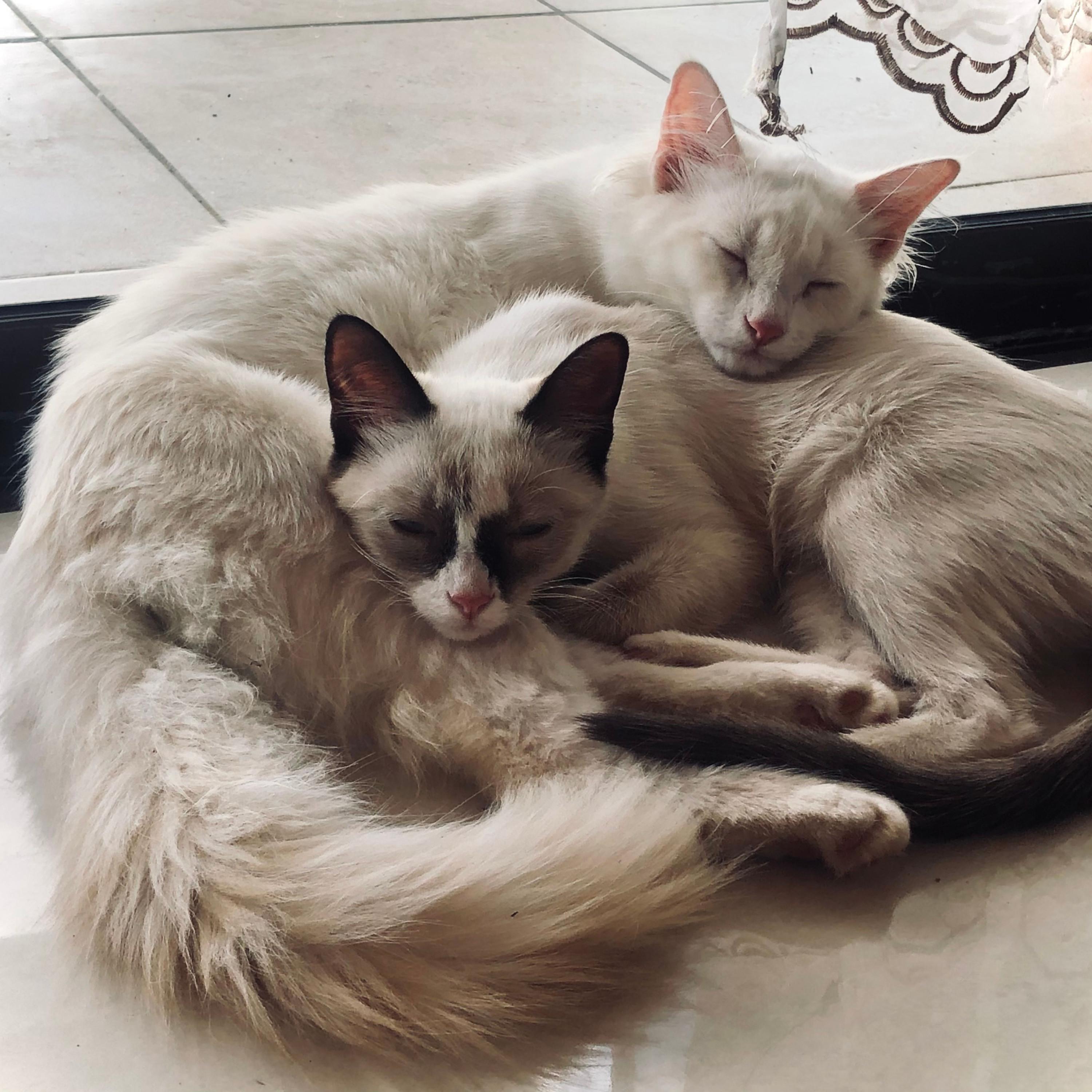 Piano Cat Raindrop Dream_Sounds of Nature Noise_Raindrop Cuddle with Piano in Cat Serenity | 在线播放_Piano Cat Raindrop Dream歌词_Piano Cat Raindrop Dream下载 | 网易云音乐